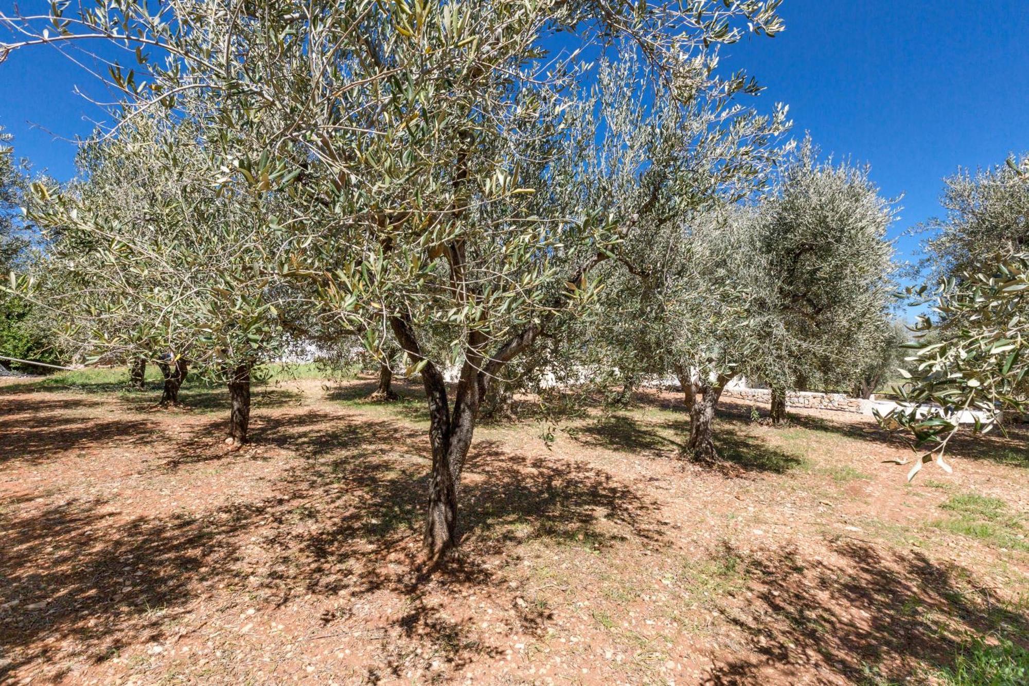 Trulli Ulivo Di Puglia By Barbarhouse Βίλα Selva Di Fasano Εξωτερικό φωτογραφία